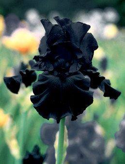 Iris 'Black Affair'