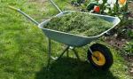 grass clippings