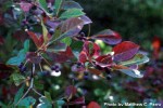 Nyssa_sylvatica fruit and start of autumn colouring by matthew c.&nbsp;perry