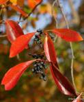 nyssa_sylvatica_9911