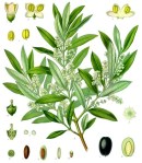 Olea_europaea_-_Köhler–s_Medizinal-Pflanzen-229