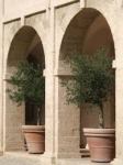 olive pots