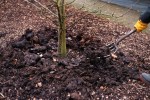 rhs mulch tree