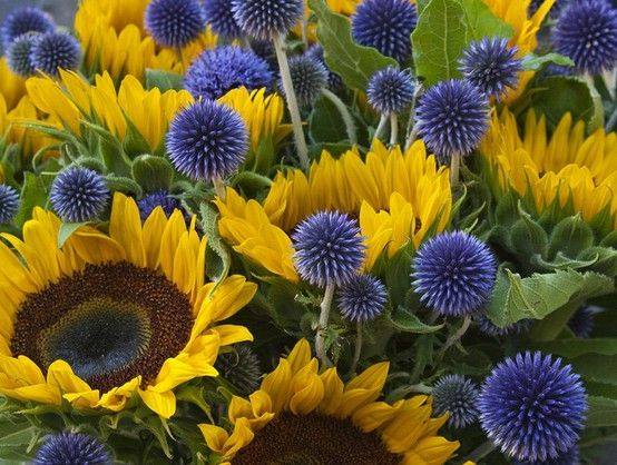 Sunflowers and Echinops
