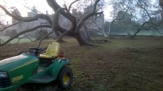 200 year old Oriental Planes after strimming and mowing...