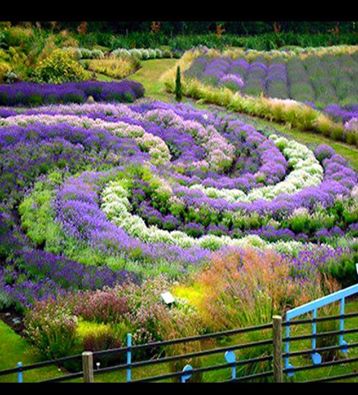 Lavender swirl- possibly the Yorkshire Lavender Garden?