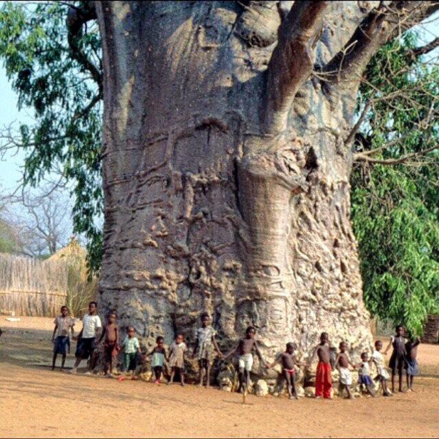 A Baobab Tree- probably 2000 years old