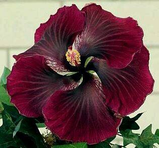 Black Dragon Hibiscus