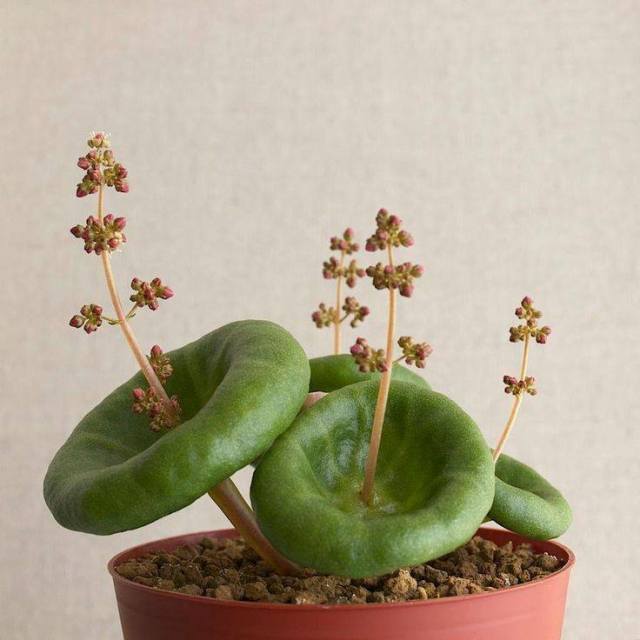 Crassula umbella