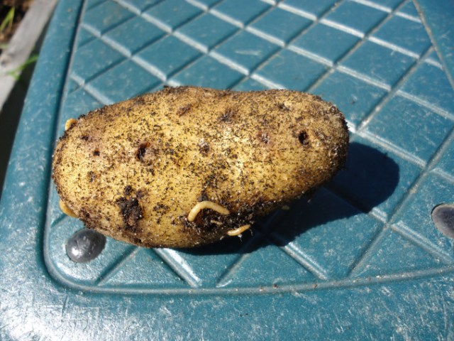 Planning for Crop Rotation in the Organic Garden