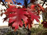 Famartin autumn red oak&nbsp;foliage