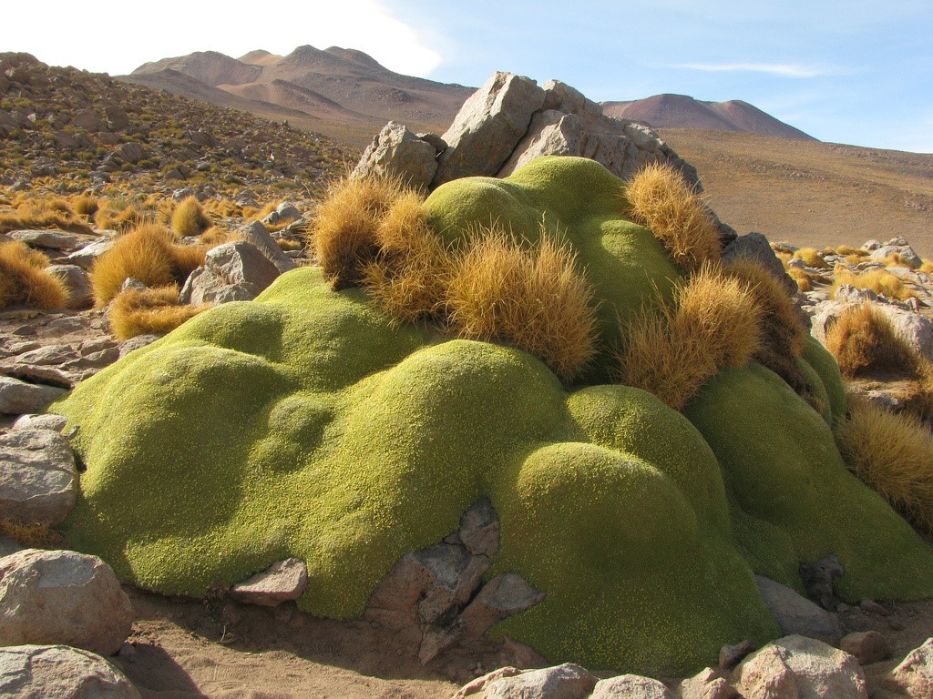 PicPost: Rocking in Peru | Old School Garden