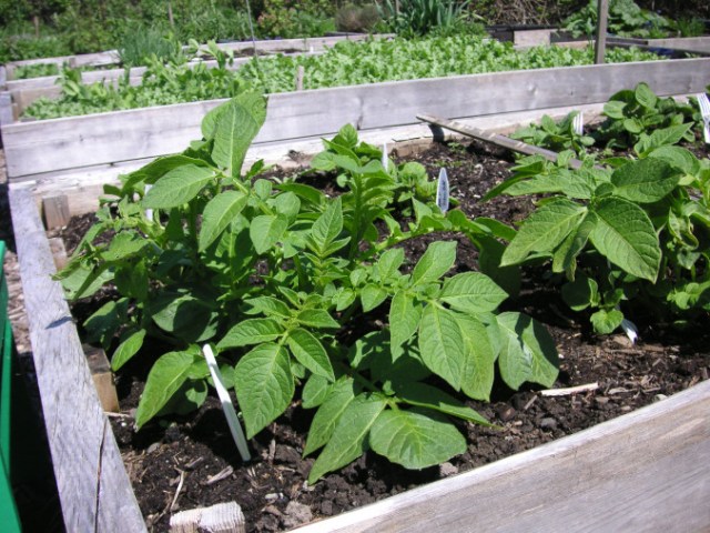 Planning for Crop Rotation in the Organic Garden