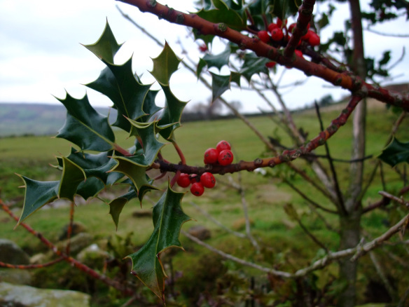 Holly in the North York Moors - copyright Kirsty Brown, NYMNPA