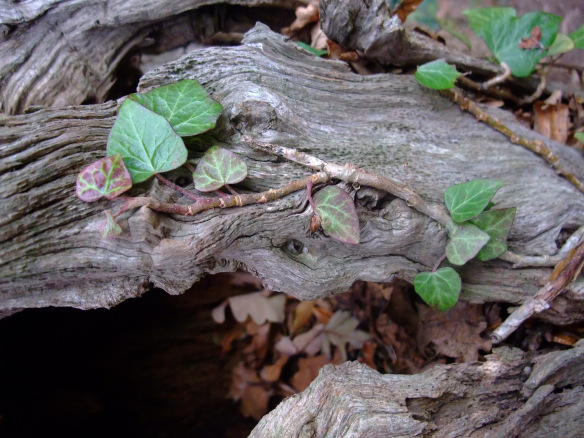 Ivy in the North York Moors - copyright Kirsty Brown, NYMNPA