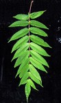 rhus typhina leaf