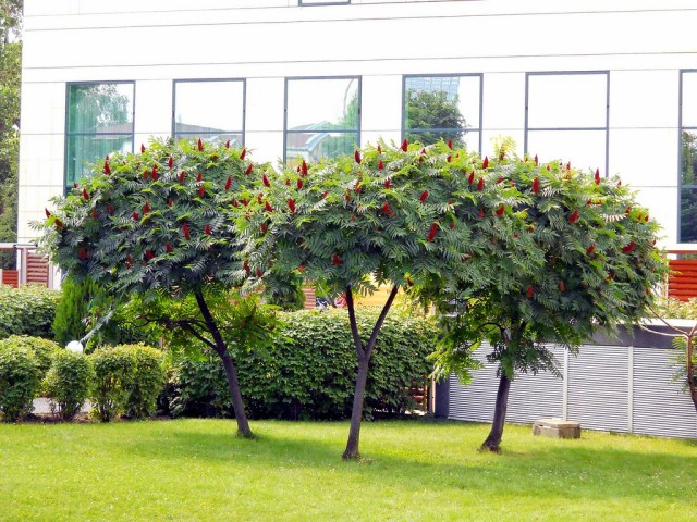rhus typhina trio