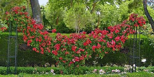 rose-garden-climbers