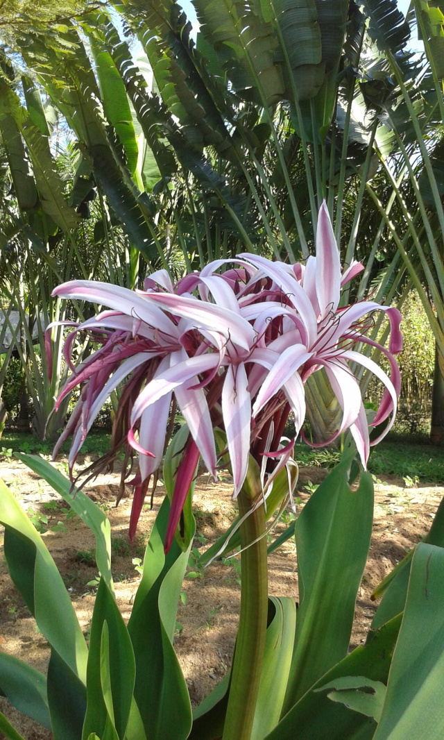 Crinum x amabile