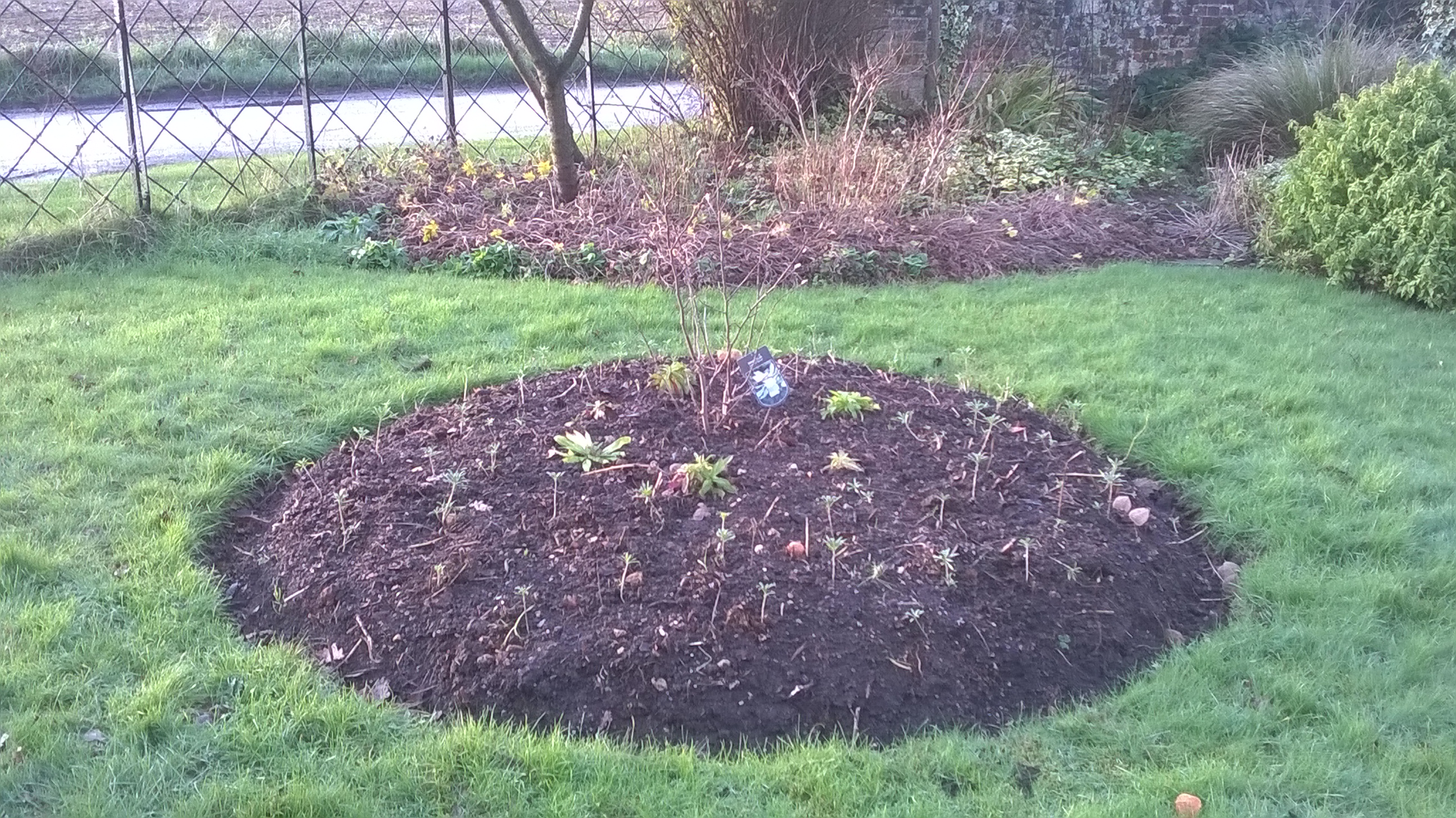 Not much to look at right now, but the round border tidied and planted out with a new Magnolia and some spring colour- I hope!