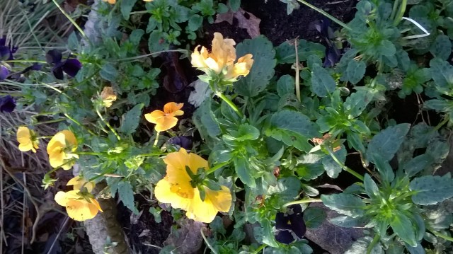 Violas starting to pick up