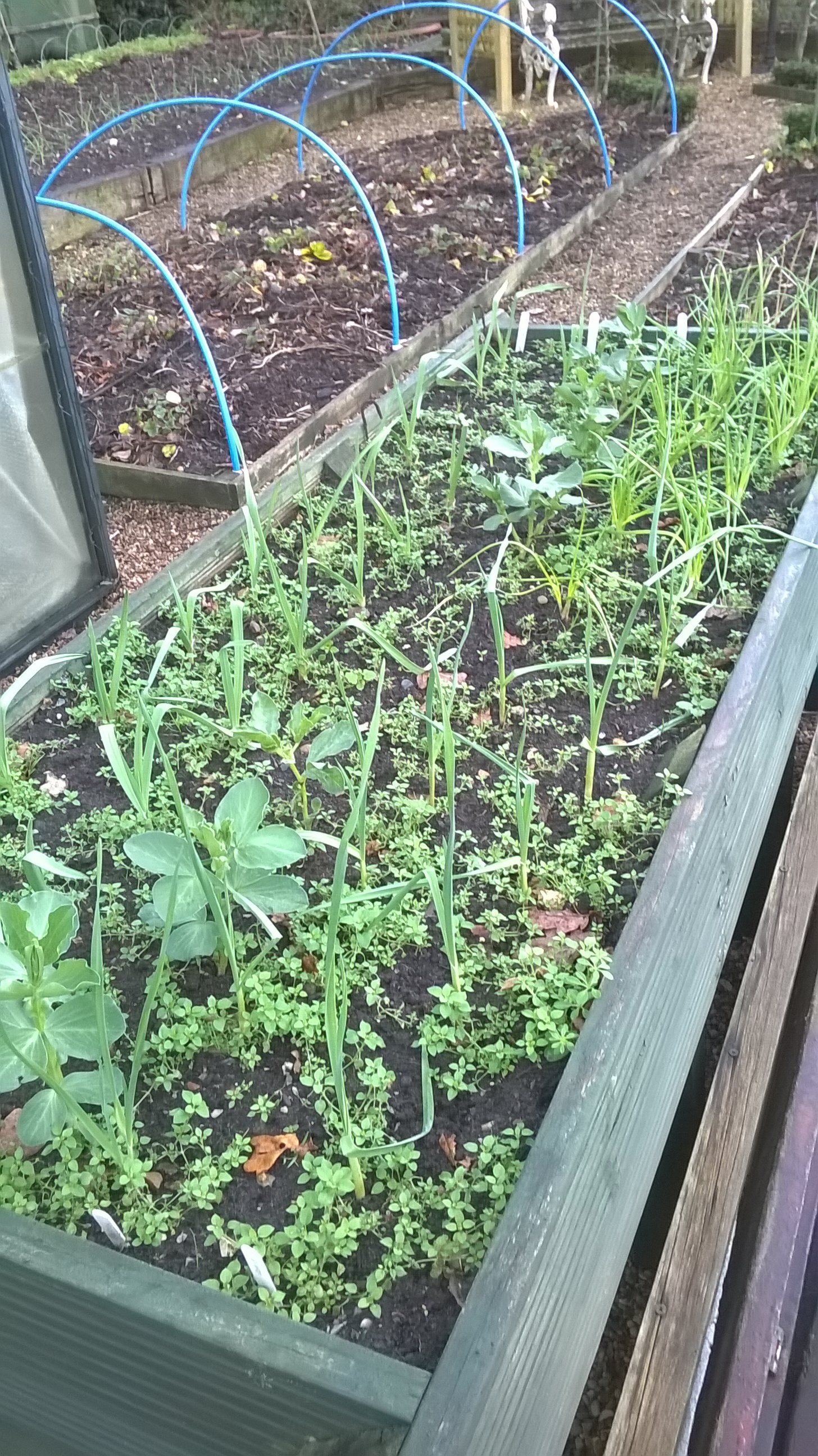 The table top planter- good early growth, but a bit of weeding required too!