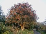 1280px-Rowan_tree_20081002b by Eeno11