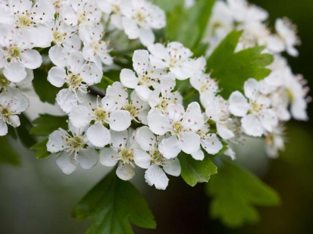 Hawthorn has been spotted in flower at New Year, a whole five months earlier than expected Alamy 