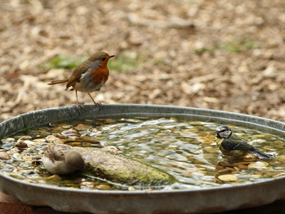 birdbath%20trio.jpg-550x0