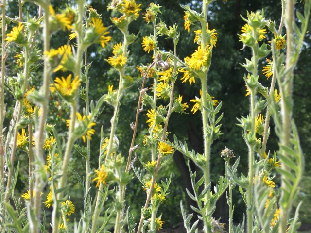 Silphium laciniatum- 'Compass plant'