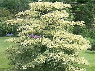 Cornus controversa 'Variegata'