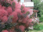cotinus coggygria royal&nbsp;purple