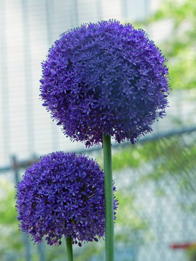 Purple Alliums by Ellen Zillin