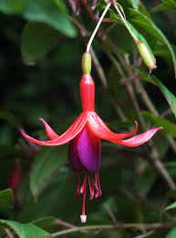 Fuchsia magellanica- flower