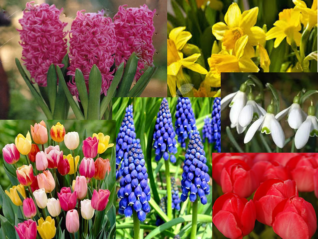Assorted Spring Bulbs Top Tip: Quick Fix for Spring Colour | Old School Garden