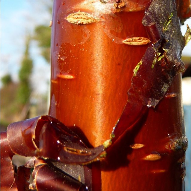 Prunus serrula - bark