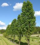 s.aucuparia fastigiata