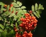 Sorbus_aucuparia_owoce_744