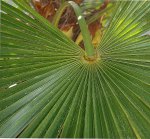 Trachy_adhastula_pja