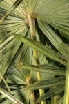 Trachycarpus_fortunei_IMG_7531
