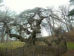 784px-Camperdown_Elm_prospect park by jim&nbsp;henderson