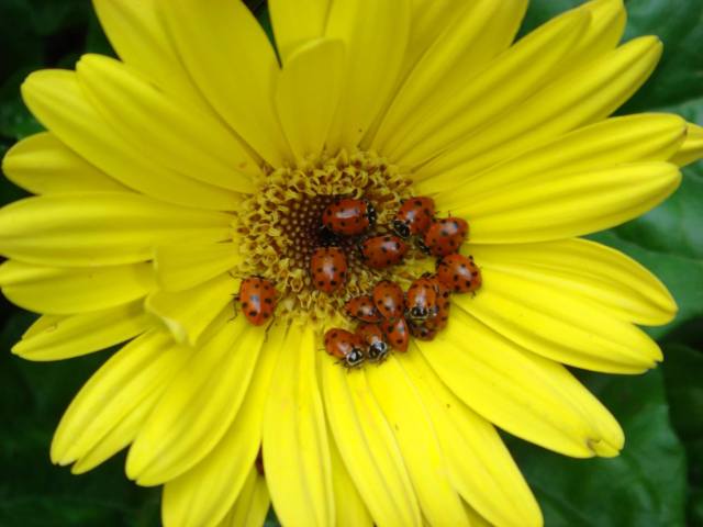 Picture by Ellen Zillin