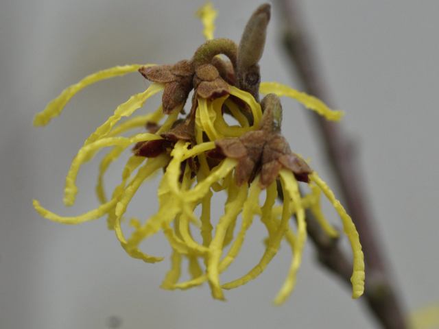 Hamamellis- pic by  Shirley Goodlife