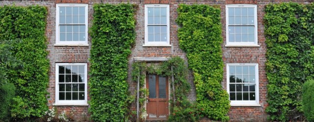 Ivy under control, but it can be a pain getting up the ladders and trimming back annual growth...