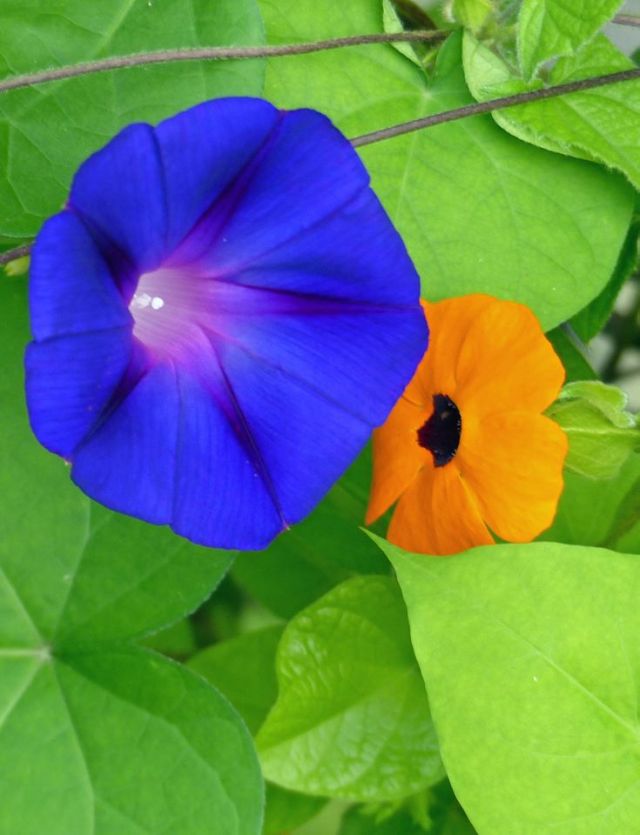 Morning Glory and Black Eyed Susan- pic by Ellen Zillin