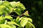 ulmus glabra camperdownii&nbsp;leaves