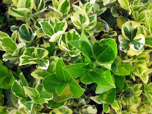 All-green leaves are starting to poke through the variegated ones ('Reversion')