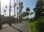1280px-Palm_Trees_in_San_Jose_California by david&nbsp;sawyer