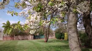 Chuckery village Green's Cherry trees- part of the plan for food growing