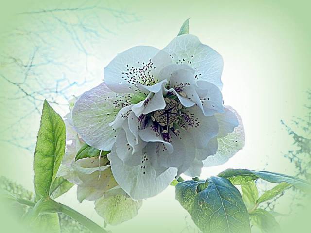Hellebore: picture by Colin Garratt